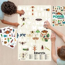 Insects educational poster 