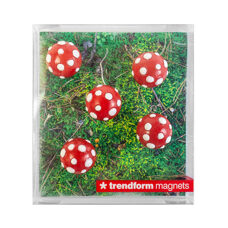 Aimant amanite tue-mouches 