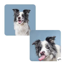 Memorie Funny Dogs ! 