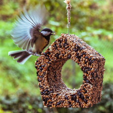 Vogelhaus
La Cabane à oiseaux 