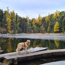 Découvrir la Suisse avec un chien 