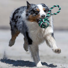 Hundetoy  Schleuderball
grün/schwarz 
