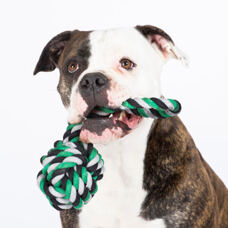 Hundetoy  Schleuderball
grün/schwarz 