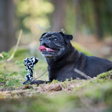Hundetoy 
"Bonnie Bone" schwarz 