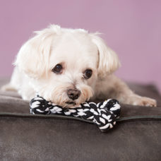 Hundetoy 
"Bonnie Bone" schwarz 