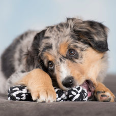 Hundetoy 
"Bonnie Bone" schwarz 