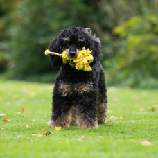 Hundetoy 
"Leo Löwe - Roarrr!" 