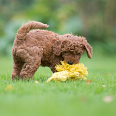 Hundetoy 
"Leo Löwe - Roarrr!" 