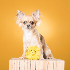 Hundetoy 
"Leo Löwe - Roarrr!" 