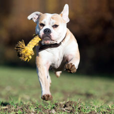 Hundetoy 
"Leo Löwe - Roarrr!" 