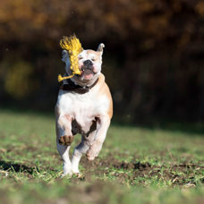 Hundetoy 
"Leo Löwe - Roarrr!" 