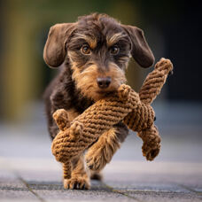 Hundetoy 
"Diego Dackel" 