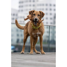 Hundetoy 
"Diego Dackel" 