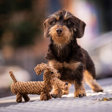 Hundetoy 
"Diego Dackel" 