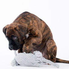 Hundetoy 
"Elton Elefant" 