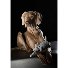 Hundetoy 
"Elton Elefant" 