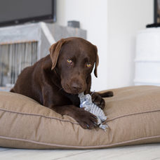 Hundetoy 
"Elton Elefant" 