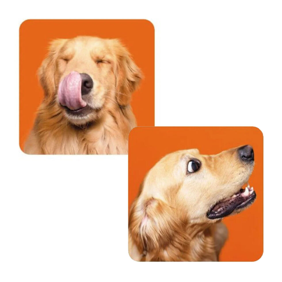 Memorie Funny Dogs ! 