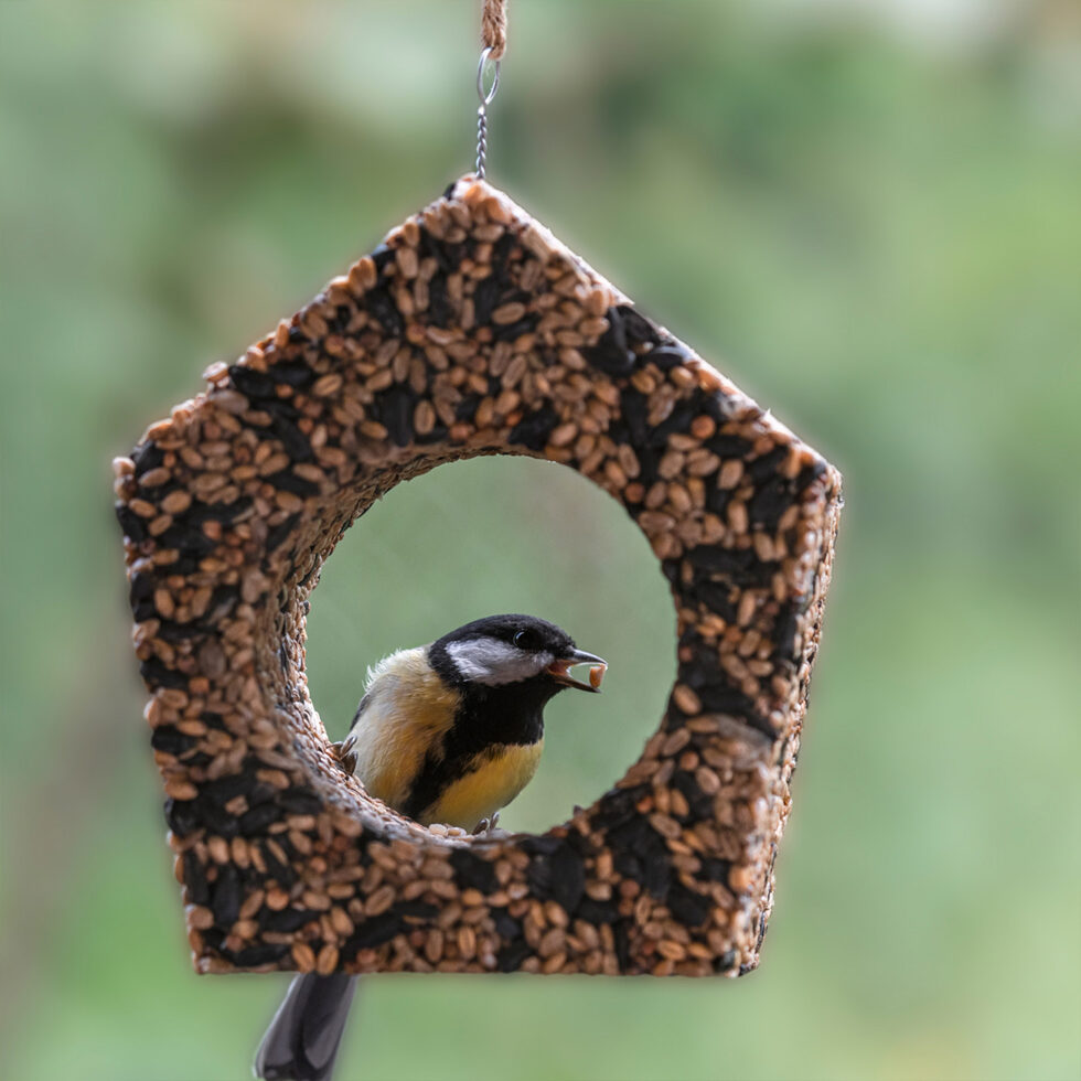 Vogelhaus
La Cabane à oiseaux 