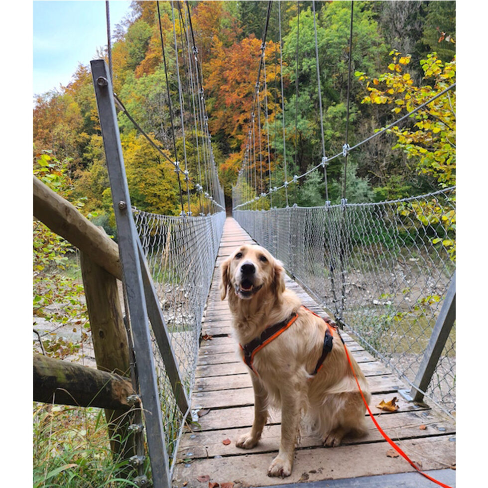 Découvrir la Suisse avec un chien 