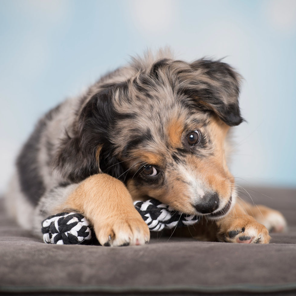 Hundetoy 
"Bonnie Bone" schwarz 