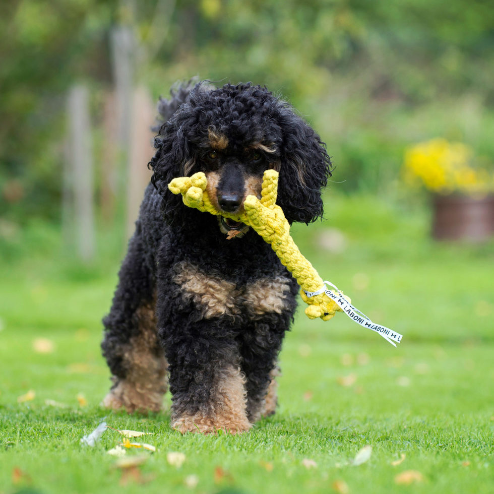 Hundetoy 
"Gretchen Giraffe" 