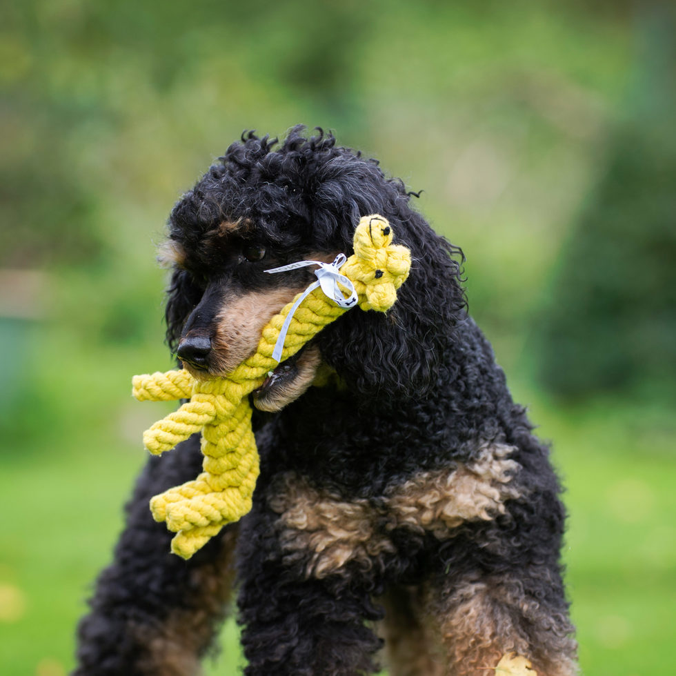 Hundetoy 
"Gretchen Giraffe" 