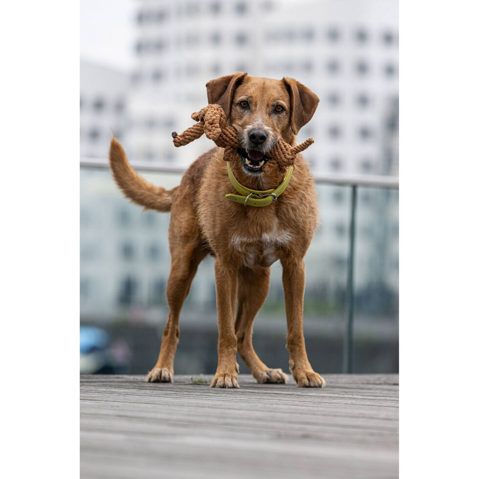 Hundetoy 
"Diego Dackel" 