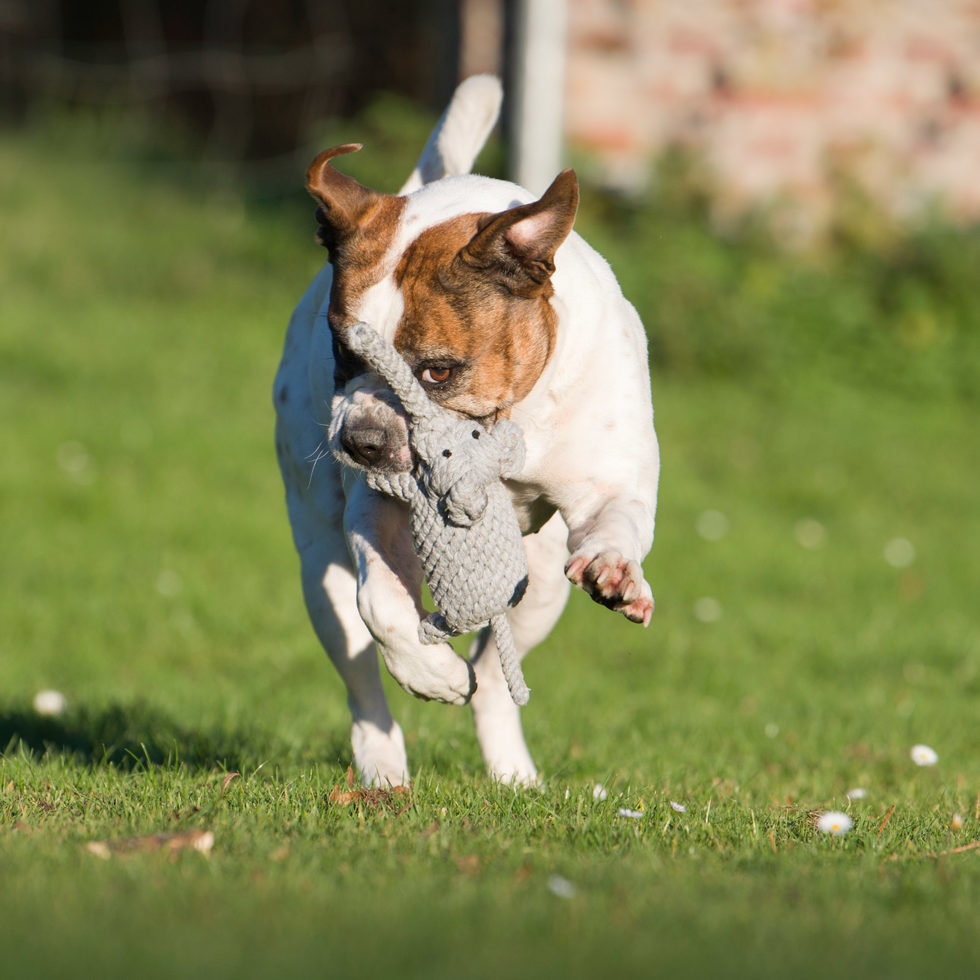 Hundetoy 
"Elton Elefant" 